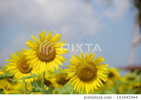 開花往太陽的向日葵 141645944