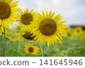 sunflower with the sun behind 141645946
