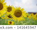 Landscape with summer flowers 141645947
