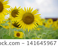 Landscape with summer flowers 141645967