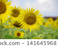 Landscape with summer flowers 141645968