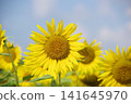 Sunflowers blooming towards the blue sky 141645970