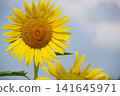 Sunflower blooming towards the sun 141645971