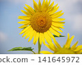 A healthy sunflower 141645972