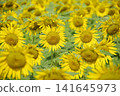 Sunflower field in full bloom 141645973