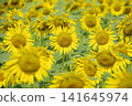 Sunflower field in full bloom 141645974