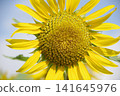 Yellow flower 141645976