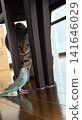 A cat playing with a parakeet 141646029