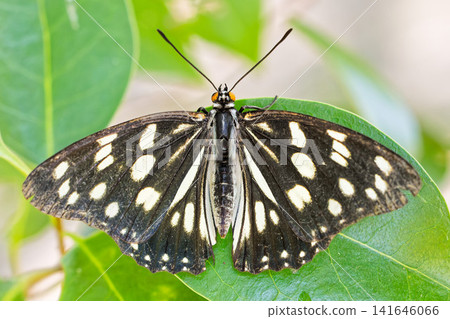 A spotted butterfly perched on a leaf A spotted butterfly perched on a leaf 141646066