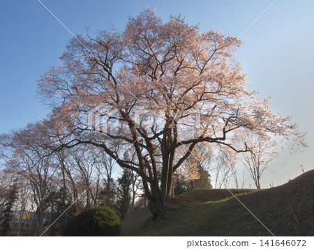 一棵櫻花樹-八形城遺址的宇治國櫻花樹,在黃昏時分盛開(2026年3月) 一棵櫻花樹-八形城遺址的宇治國櫻花樹,在黃昏時分盛開(2026年3月) 141646072