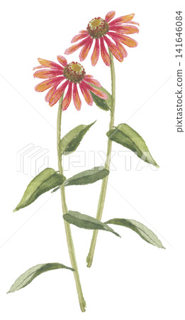 兩幅紫錐菊水彩畫 兩幅紫錐菊水彩畫 141646084