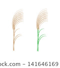 Illustration of withered brown pampas grass and green pampas grass in autumn 141646169