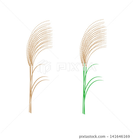 Illustration of withered brown pampas grass and green pampas grass in autumn Illustration of withered brown pampas grass and green pampas grass in autumn 141646169