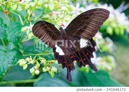 Upper surface of the wings of a swallowtail butterfly Upper surface of the wings of a swallowtail butterfly 141646172