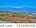 View to the west from the Sakazukizuka Kofun in Fuefuki City Yashiro Furusato Park, Fuefuki City, Yamanashi Prefecture (Peach blossoms, Southern Alps, Kofu Basin, Southern Alps) 141646308