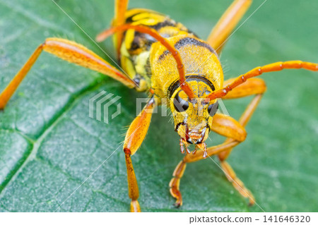 A four-striped longhorn beetle approaches me. A four-striped longhorn beetle approaches me. 141646320