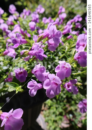 Cute little flowers of Torenia Cute little flowers of Torenia 141646565
