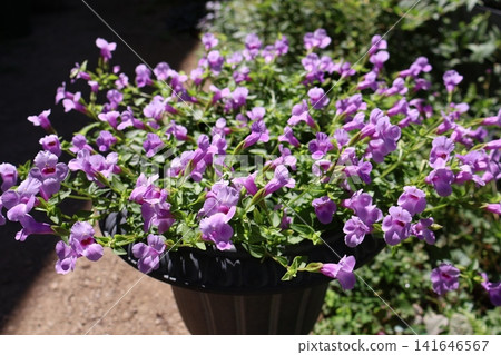 Cute little flowers of Torenia Cute little flowers of Torenia 141646567