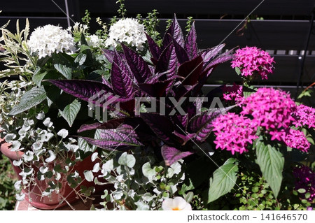 五星級花種植和盆栽 五星級花種植和盆栽 141646570