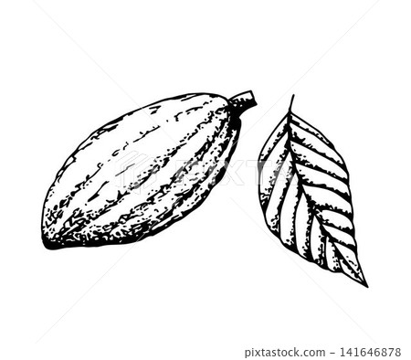 Hand-drawn vector sketch, black outline, in engraving style. Cocoa tree fruit, leaf of a plant isolated on a white background. For prints of labels, stickers, chocolate products, recipe, ingredient. Hand-drawn vector sketch, black outline, in engraving style. Cocoa tree fruit, leaf of a plant isolated on a white background. For prints of labels, stickers, chocolate products, recipe, ingredient. 141646878