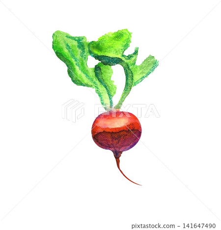 Fresh radish watercolor illustration. Hand drawn clipart for food menus, recipe cards, and decor. Fresh radish watercolor illustration. Hand drawn clipart for food menus, recipe cards, and decor. 141647490