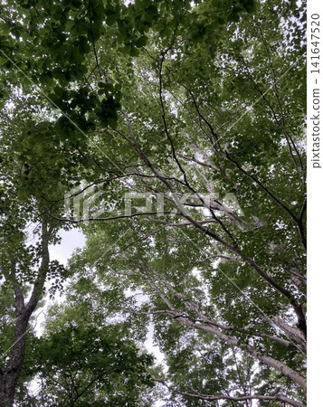 在樹林裡仰望天空 在樹林裡仰望天空 141647520