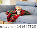 A Chihuahua relaxing wrapped in a blanket at home. 141647525