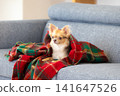 A Chihuahua relaxing wrapped in a blanket at home. 141647526