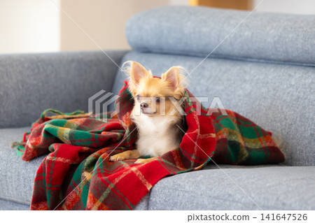 A Chihuahua relaxing wrapped in a blanket at home. A Chihuahua relaxing wrapped in a blanket at home. 141647526