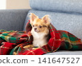 A Chihuahua relaxing wrapped in a blanket at home. 141647527