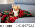 A Chihuahua relaxing wrapped in a blanket at home. 141647528