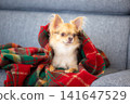 A Chihuahua relaxing wrapped in a blanket at home. 141647529