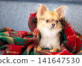 A Chihuahua relaxing wrapped in a blanket at home. 141647530