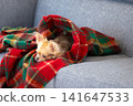 A Chihuahua relaxing wrapped in a blanket at home. 141647533