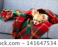 A Chihuahua relaxing wrapped in a blanket at home. 141647534