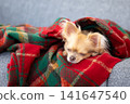 A Chihuahua relaxing wrapped in a blanket at home. 141647540