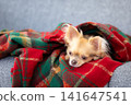 A Chihuahua relaxing wrapped in a blanket at home. 141647541