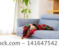 A Chihuahua relaxing wrapped in a blanket at home. 141647542