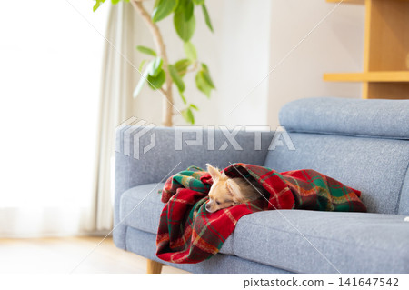 A Chihuahua relaxing wrapped in a blanket at home. 141647542