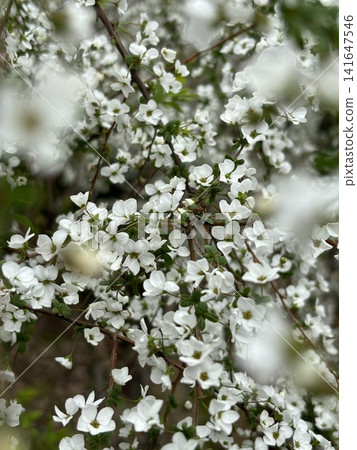 Spiraea in full bloom Spiraea in full bloom 141647546