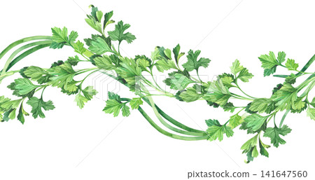 Seamless border of the parsley and green onion. Watercolor illustration. Handmade art work. For packaging design, cards, cover, prints, product labels and fabric. Seamless border of the parsley and green onion. Watercolor illustration. Handmade art work. For packaging design, cards, cover, prints, product labels and fabric. 141647560