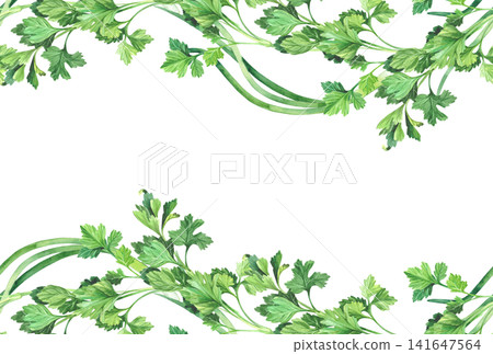 Borders of the parsley and green onion. Watercolor illustration. Handmade art work. For packaging design, cards, cover, prints, product labels and fabric. Borders of the parsley and green onion. Watercolor illustration. Handmade art work. For packaging design, cards, cover, prints, product labels and fabric. 141647564