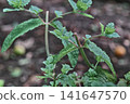 A close-up of peppermint plants after pruning, when new shoots begin to grow. 141647570