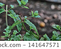 A close-up of peppermint plants after pruning, when new shoots begin to grow. 141647571