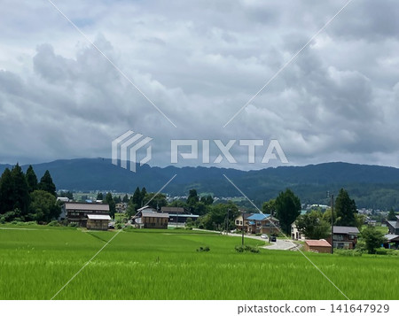 夏季稻田 夏季稻田 141647929