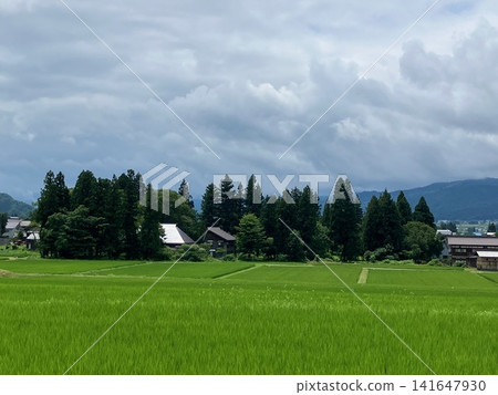 夏季稻田 141647930