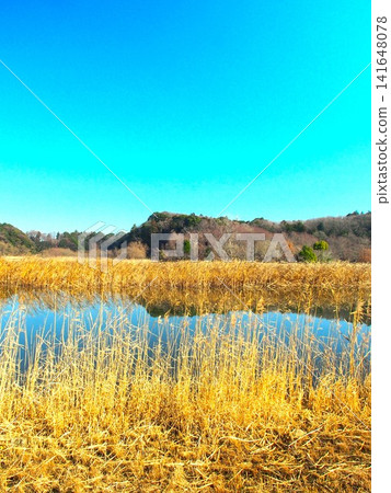 A winter scene of the "21st Century Forest and Square" with a pond and grove where cattails grow. A winter scene of the "21st Century Forest and Square" with a pond and grove where cattails grow. 141648078