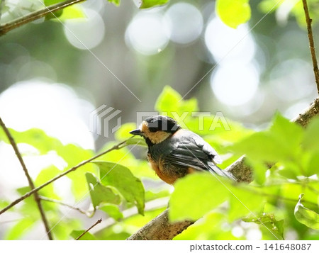 A Varied Tit basking in the sunlight in the forest A Varied Tit basking in the sunlight in the forest 141648087