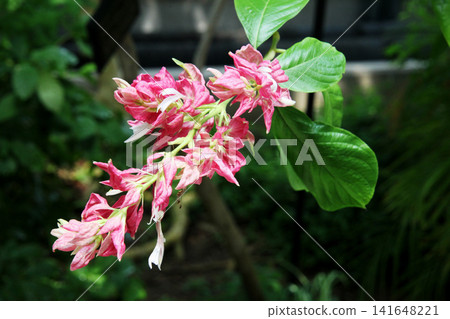 Megaskepasma erythroclamis Megaskepasma erythroclamis 141648221