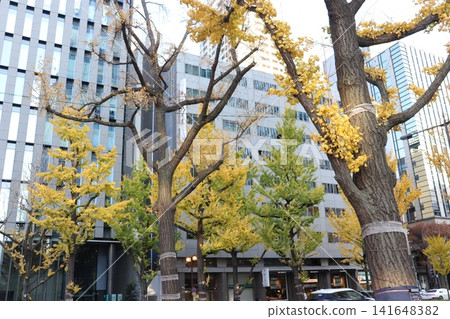 大阪禦堂筋大道秋景 大阪禦堂筋大道秋景 141648382
